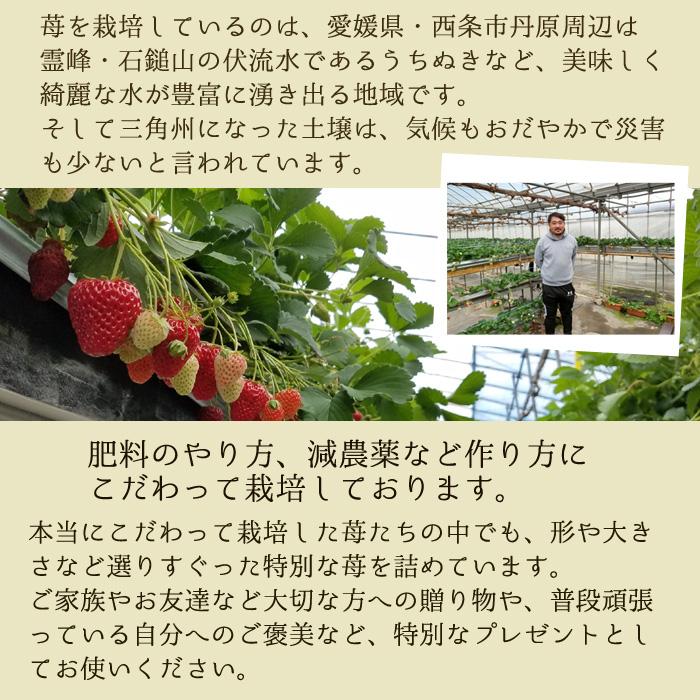 2027年分予約 減農薬 愛媛産 黒 いちご 真紅の美鈴 800g 24〜36粒 化粧