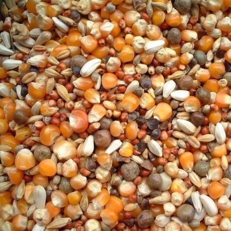 ◇鳩のエサ◇ レギュラーB（磨き）鳩の餌 25kg : レース鳩・小鳥飼料