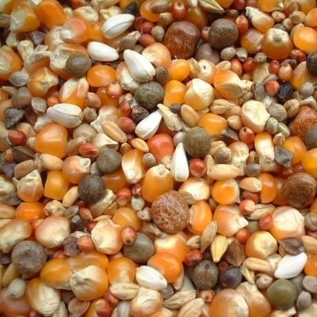 □倉庫直送品□鳩えさ徳用20kg ◇レギュラーA 鳩のエサ : レース鳩