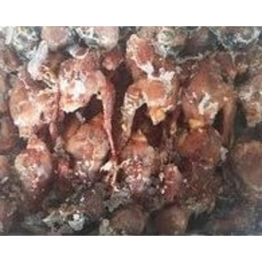 ベトナム産　冷凍すずめ　24羽x20箱（箱3,060円税別）姿毛無　冷凍　業務用　ヤヨイ　雀 |  | 01