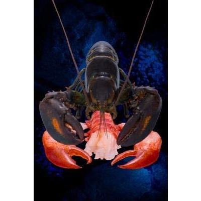 カナダ産　UHPオマールロブスター　姿　28尾（尾350/400g）尾1,690円税別　かつ冷　業務用　冷凍　※他に24尾400/450ｇも下記に記載中 |  | 02