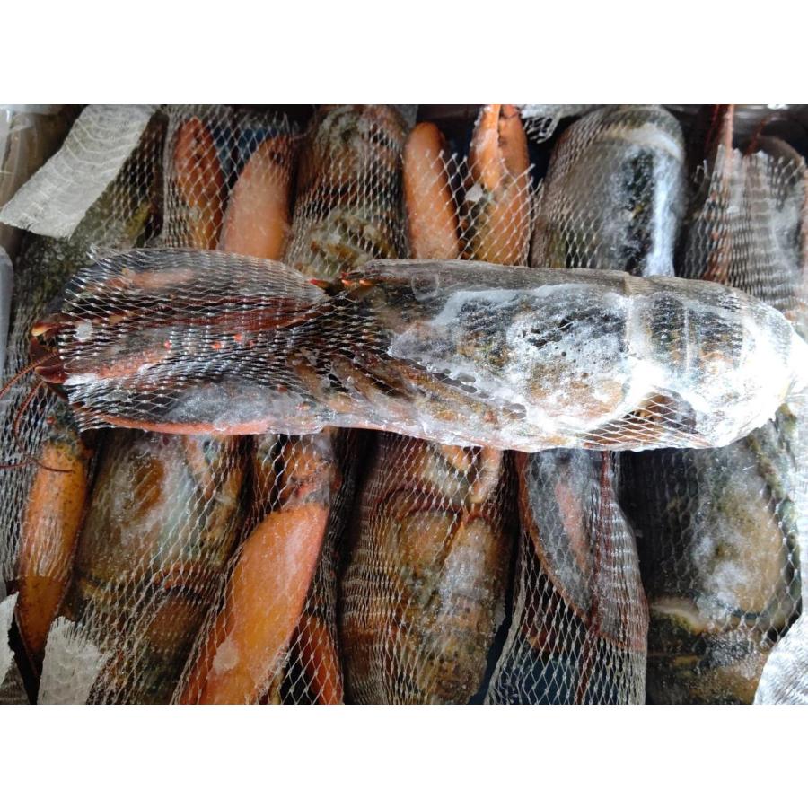 カナダ産　UHPオマールロブスター　姿　28尾（尾350/400g）尾1,690円税別　かつ冷　業務用　冷凍　※他に24尾400/450ｇも下記に記載中 |  | 03
