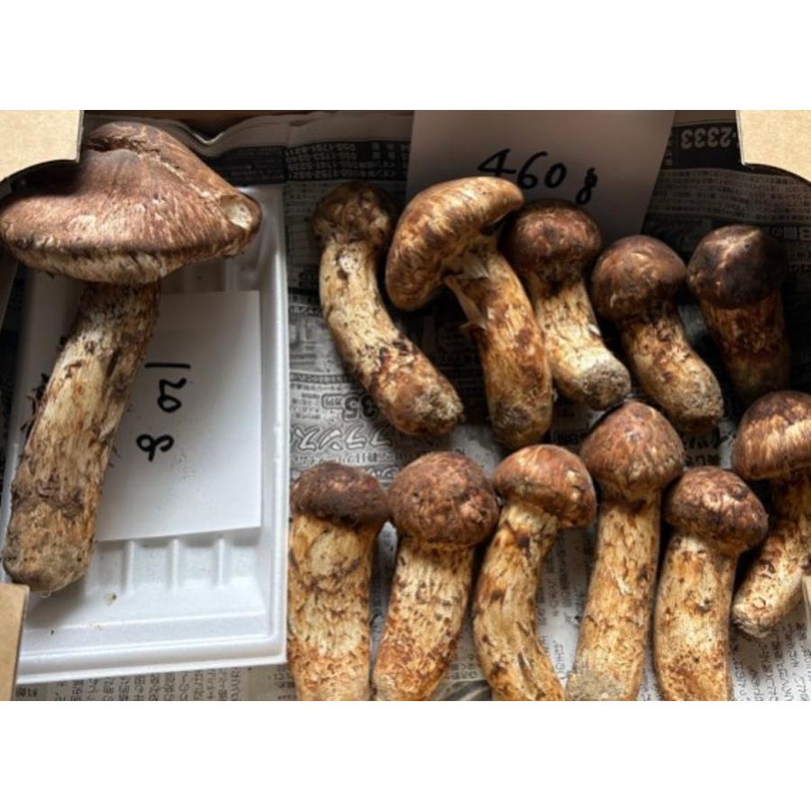 訳あり　国産（岩手・長野・岐阜産）生松茸　500ｇ　大きさおまかせ　業務用　ヤヨイ |  | 02