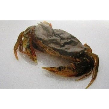 マングローブ ソフトシェルクラブ　ホテル　約1ｋｇ（約18匹入り）×12P（P3750円税別）業務用　ヤヨイ　下記に各サイズ記載中 | 