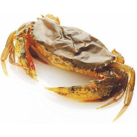 マングローブ ソフトシェルクラブ　ホテル　約1ｋｇ（約18匹入り）×12P（P3750円税別）業務用　ヤヨイ　下記に各サイズ記載中 |  | 01