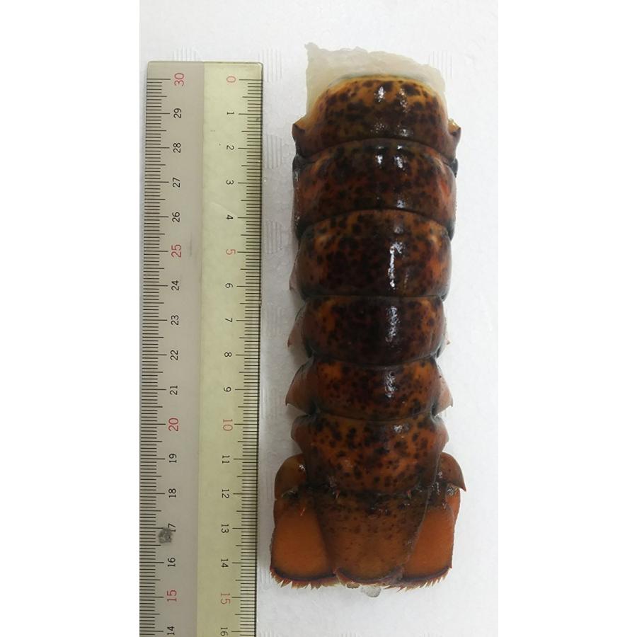 カナダ産　UHP　かつ冷　オマールテール　5尾(尾3-4オンス)×8P （P5,850円税別）業務用　ヤヨイ　冷凍