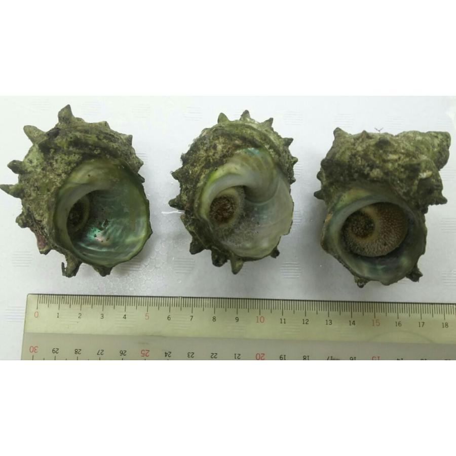 焼物 殻つきさざえ（つぼ焼き用）15個(約70-80g)×10P（P2190円税別）業務用 冷凍 国内加工 |  | 01