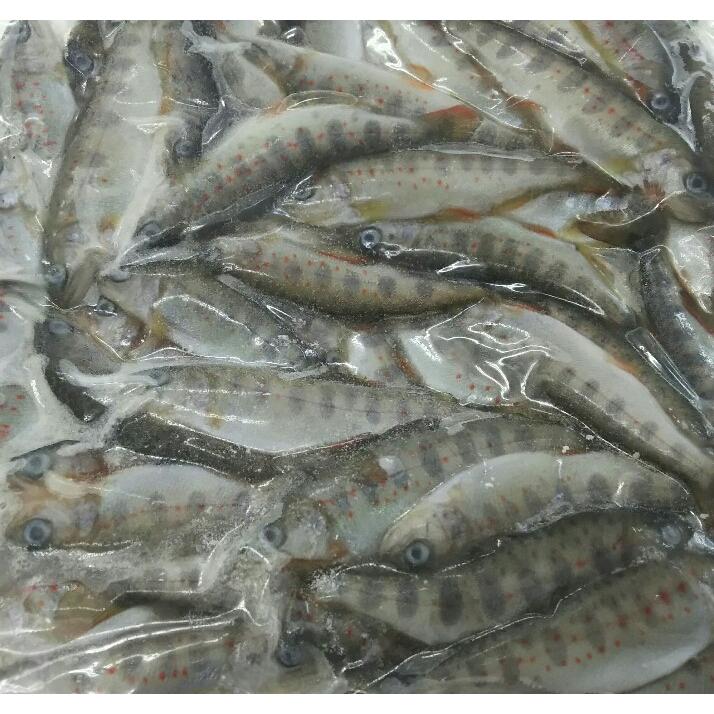 国産　あまご稚魚　1kg (約100匹）×10Ｐ（Ｐ4,300円税別）冷凍　一級品　業務用　ヤヨイ　 | 