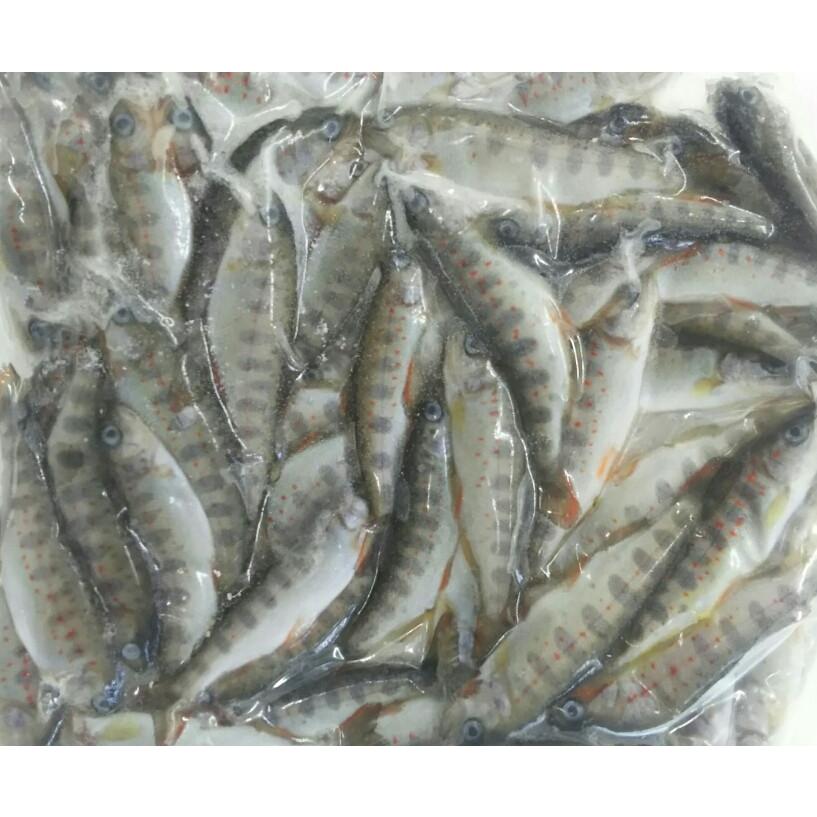 国産　あまご稚魚　1kg (約100匹）×10Ｐ（Ｐ4,300円税別）冷凍　一級品　業務用　ヤヨイ　 |  | 01