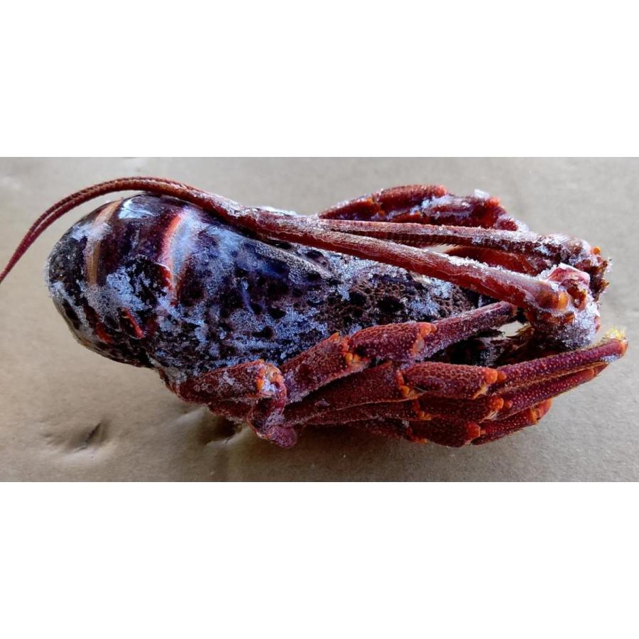 フランス産　生ロブスター　丸　10kg（約44尾）kg6,028円税別　伊勢海老　冷凍　業務用　ヤヨイ | 