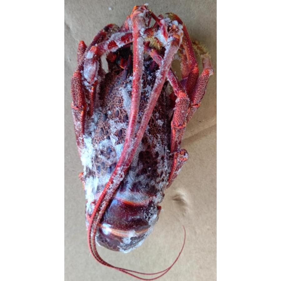 フランス産　生ロブスター　丸　10kg（約44尾）kg6,028円税別　伊勢海老　冷凍　業務用　ヤヨイ |  | 01