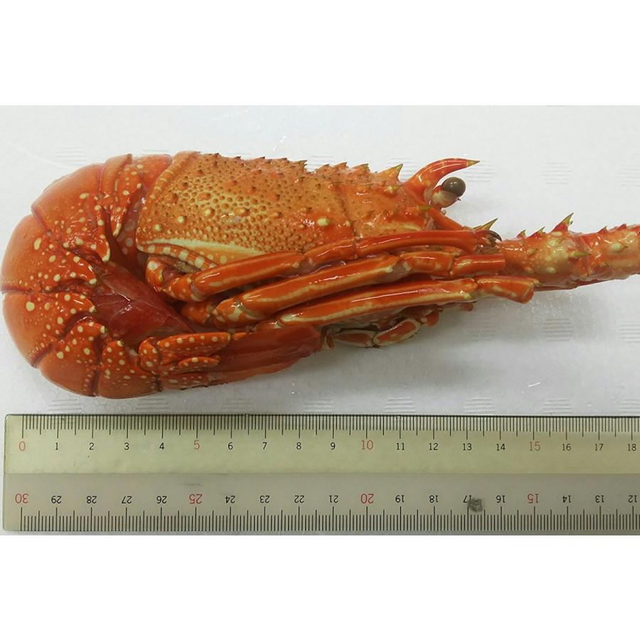 冷凍 ボイルロブスター（ハーフカット）10Ｋｇ（約32尾） 64ハーフ　ｋｇ6,380円税別　業務用　ヤヨイ　約48尾記載中 |  | 01