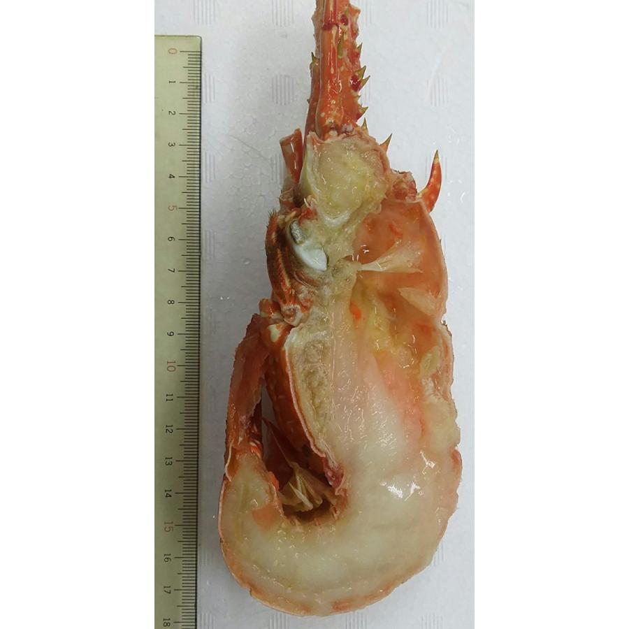 冷凍 ボイルロブスター（ハーフカット）10Ｋｇ（約32尾） 64ハーフ　ｋｇ6,380円税別　業務用　ヤヨイ　約48尾記載中 |  | 02