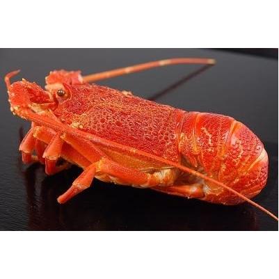 海外産　ボイルロブスター（丸）10kg（48尾）Kg6,720円税別　業務用 ヤヨイ　ハーフカットもあります