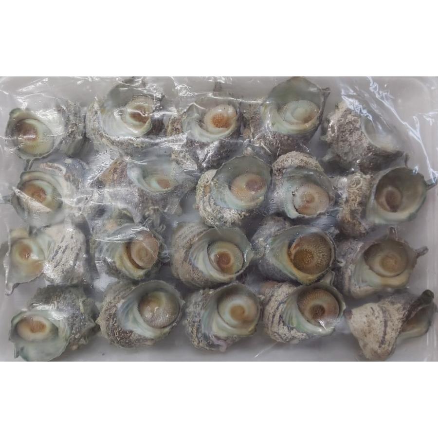 国産　姫さざえ磯焼　20個（個40〜50ｇ）x10P（P3,700円税別）冷凍　業務用　ヤヨイ |  | 03