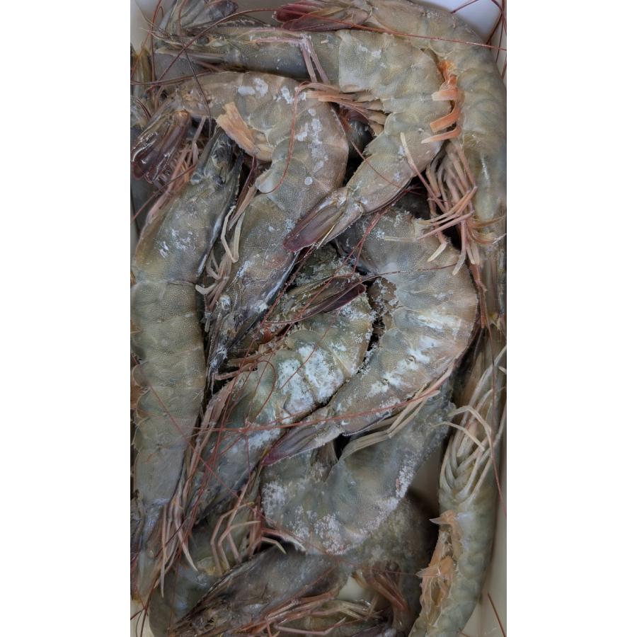 神の海老 有頭バナメイエビ サイズ（20/30又は30/40又は40/50）1kg×10P（P1,650円税別） エクアドル産 ASC認証 海水養殖 冷凍 生えび 有頭えび 業務用 ヤヨイ |  | 01