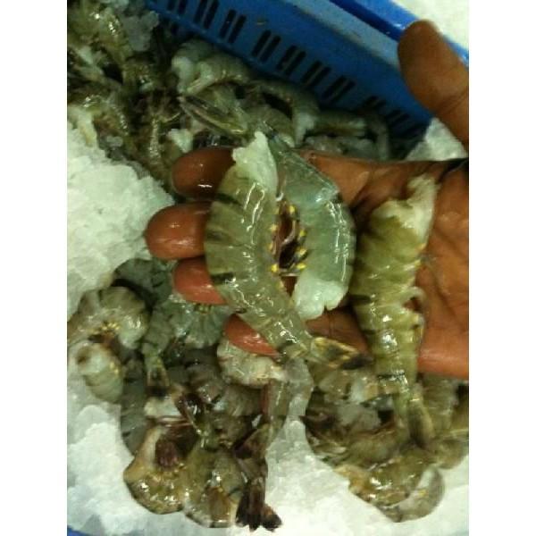 一級品　21-25ブラックタイガー無頭　1.8ｋｇ（約92尾）×６枚（枚4290円税別）業務用　ヤヨイ | 