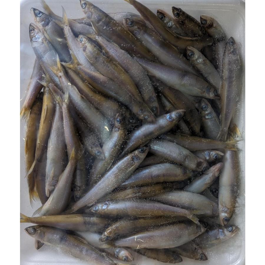 国産（滋賀県）天然若鮎（小）500ｇ(約85-90匹前後）x20袋（袋1,800円税別）稚鮎　業務用　ヤヨイ | 