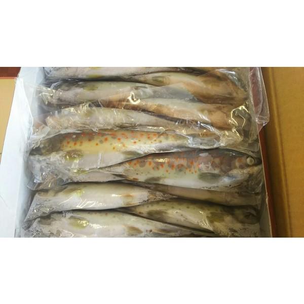 国産（愛知県産）　冷凍あまご１ｋｇ（12尾）x10枚（枚3,120円税別）業務用 ヤヨイ　他サイズもあり　やまめ、いわなも下記に記載中 | 