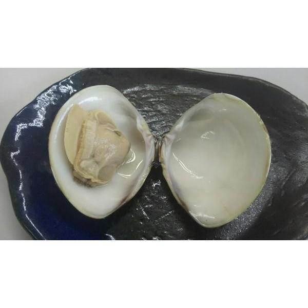 両貝殻付ボイル蛤 500g（10〜15又は15〜20個）x20P（Ｐ710円税別）冷凍　業務用　ヤヨイ　はまぐり　ハマグリ |  | 02