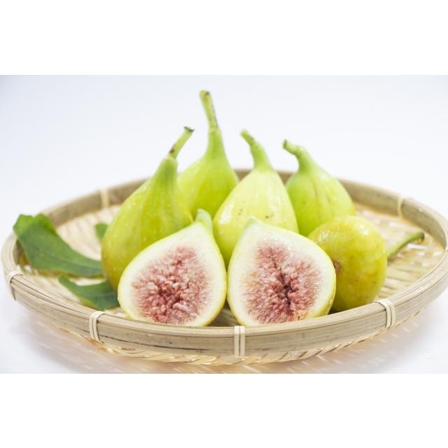 白いイチジク イチジク ロングドゥート バナーネ 1年生 約1m Garden108 ガーデンガーデン 通販 Yahoo ショッピング