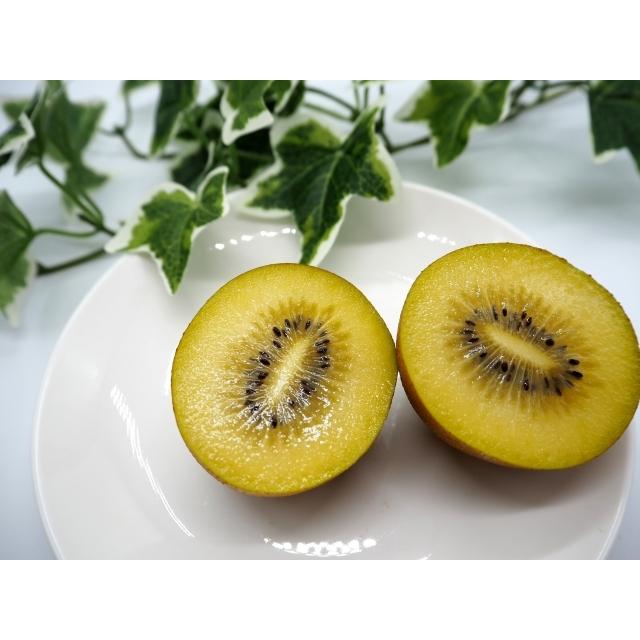 史上一番安い キウイ 苗 苗木 ジャンボイエロー1株 ゴールデン ゴールド キウイの木 キューイ 果樹苗 国華園