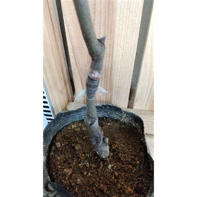 ａグループ ジューンベリー バレリーナ 約１ｍ Garden173 ガーデンガーデン 通販 Yahoo ショッピング