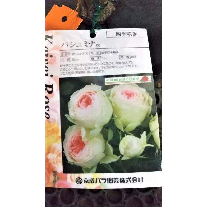 病気に強い バラ パシュミナ 京成バラ園芸 Garden181 ガーデンガーデン 通販 Yahoo ショッピング