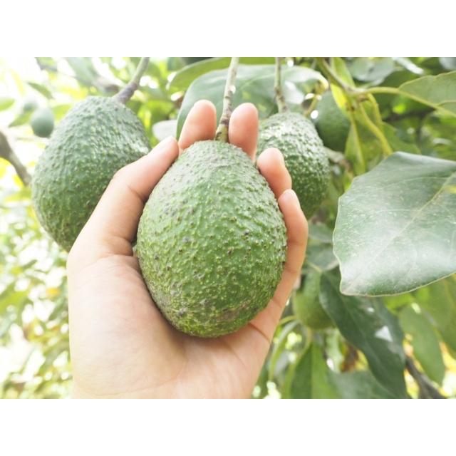 品種不明 アボカド苗木 約80cm Garden238 ガーデンガーデン 通販 Yahoo ショッピング