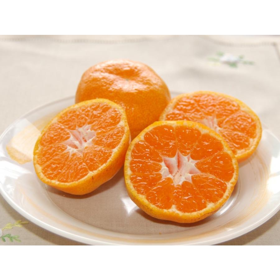 蜜柑 樹上で完熟 旬のみかん 完熟みかん7kg S~Lミックス みかん園からお