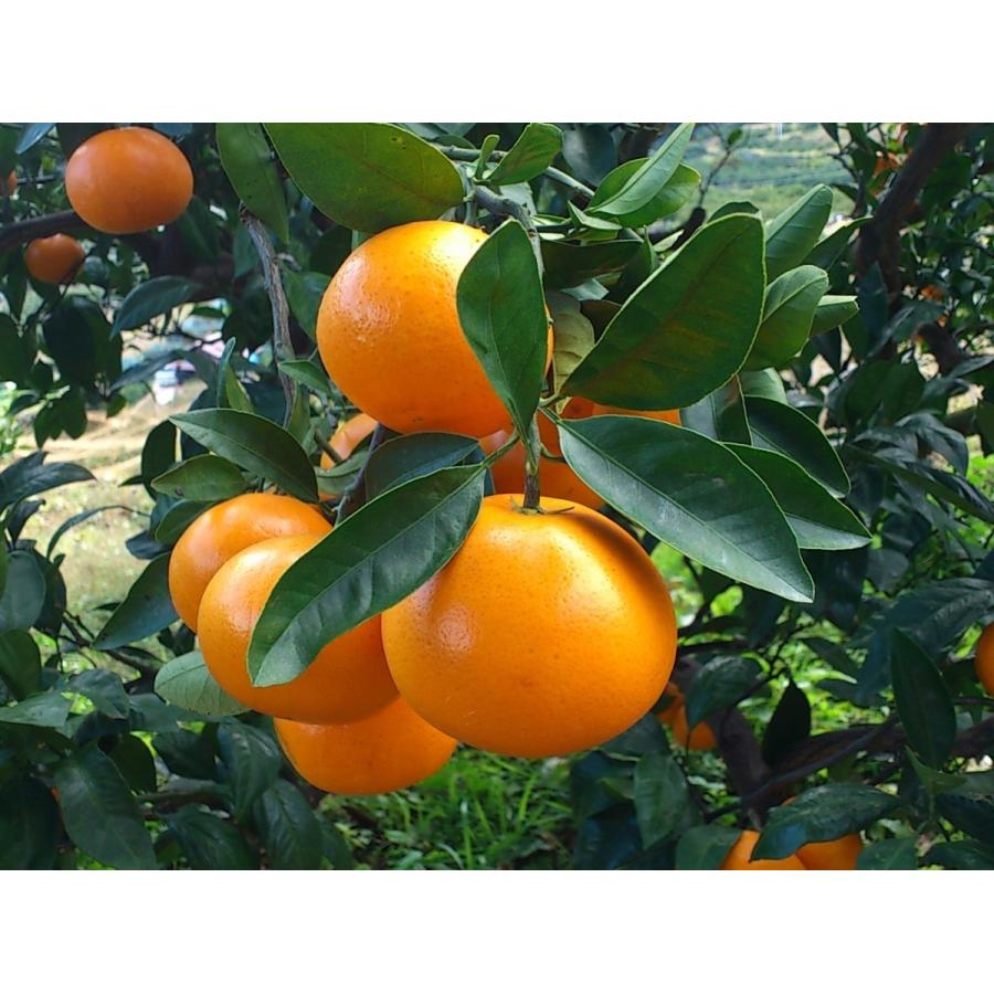 お歳暮　ご贈答に最適　おひさまおれんじ７kg　S~2Lミックス　当園オリジナル |  | 02