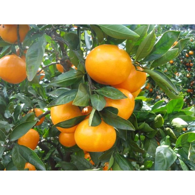 お歳暮　ご贈答に最適　おひさまおれんじ７kg　S~2Lミックス　当園オリジナル |  | 03