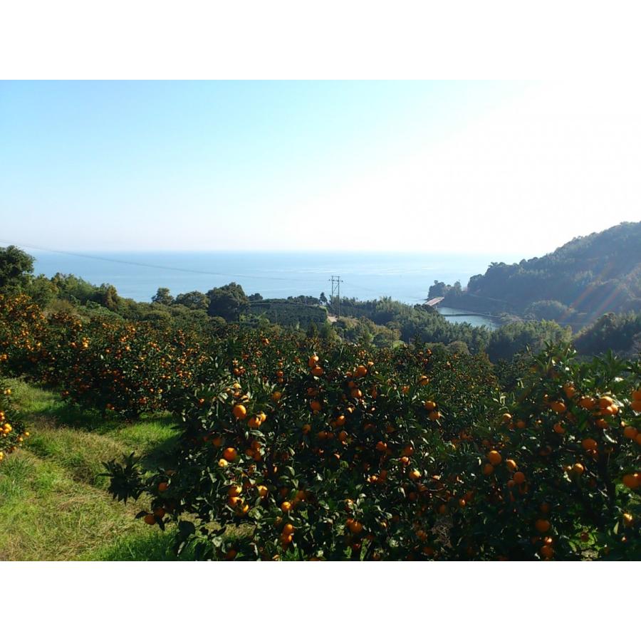 お歳暮　ご贈答に最適　おひさまおれんじ７kg　S~2Lミックス　当園オリジナル |  | 04