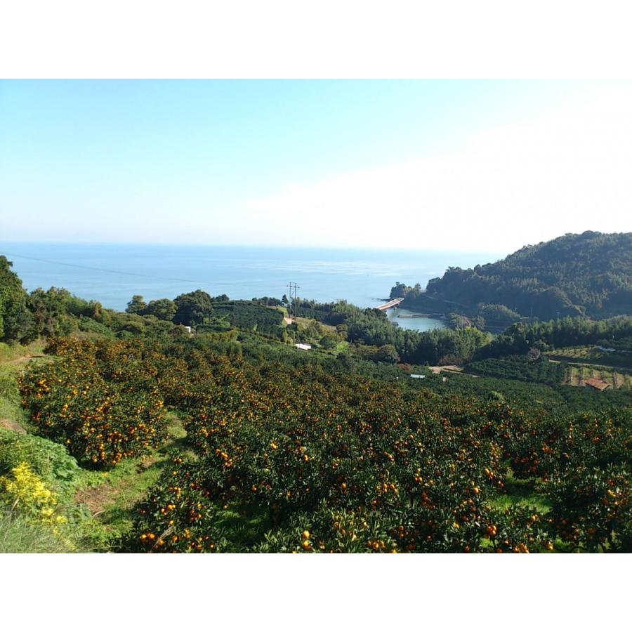 お歳暮　ご贈答に最適　おひさまおれんじ７kg　S~2Lミックス　当園オリジナル |  | 05