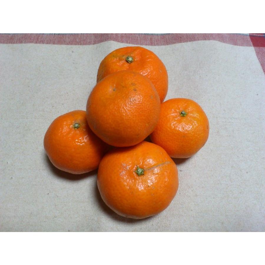 クレメンティン５kg　２S〜Mミックス |  | 01