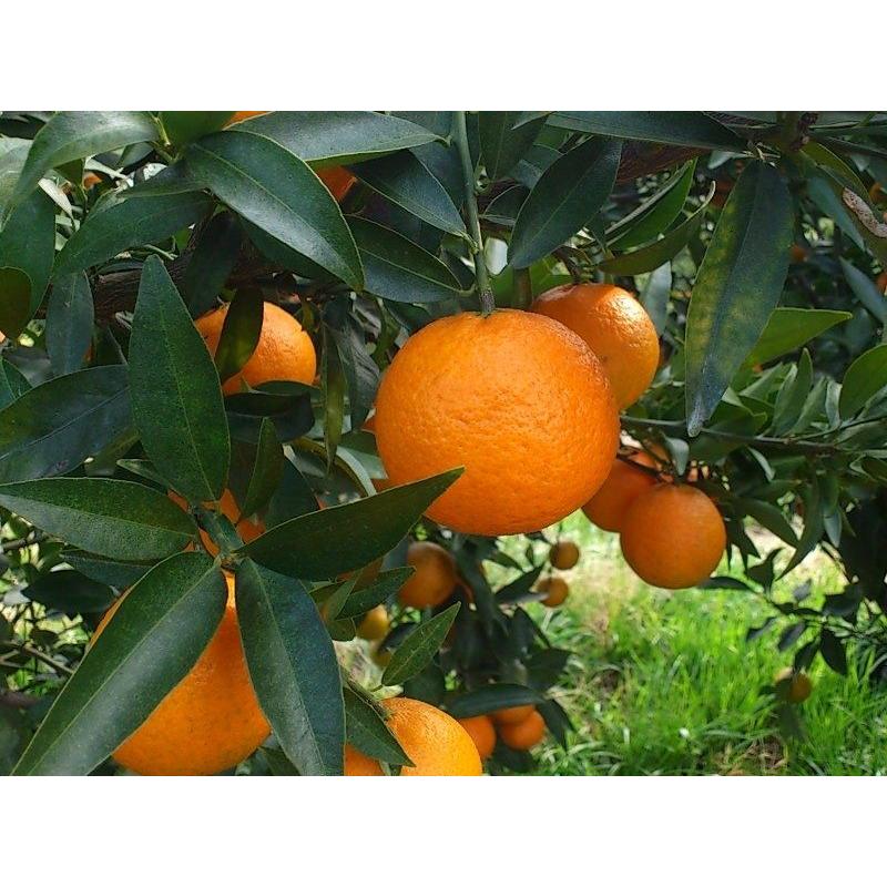 クレメンティン５kg　２S〜Mミックス |  | 04