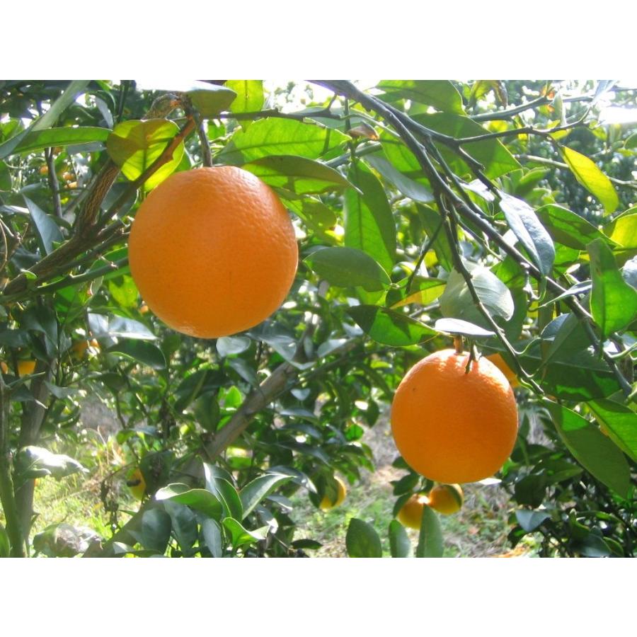 おたのしみパック 7kg スイートスプリング・ネーブル・クレメンティン・ノバ、4種類の柑橘セット |  | 01