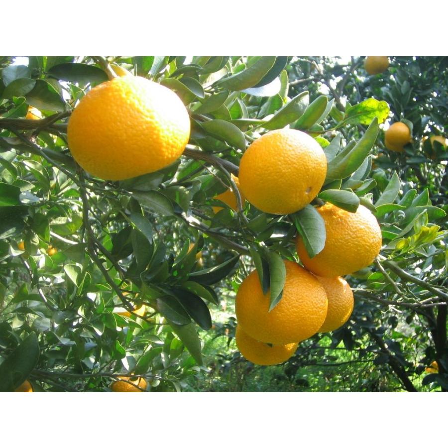 おたのしみパック 7kg スイートスプリング・ネーブル・クレメンティン・ノバ、4種類の柑橘セット |  | 02