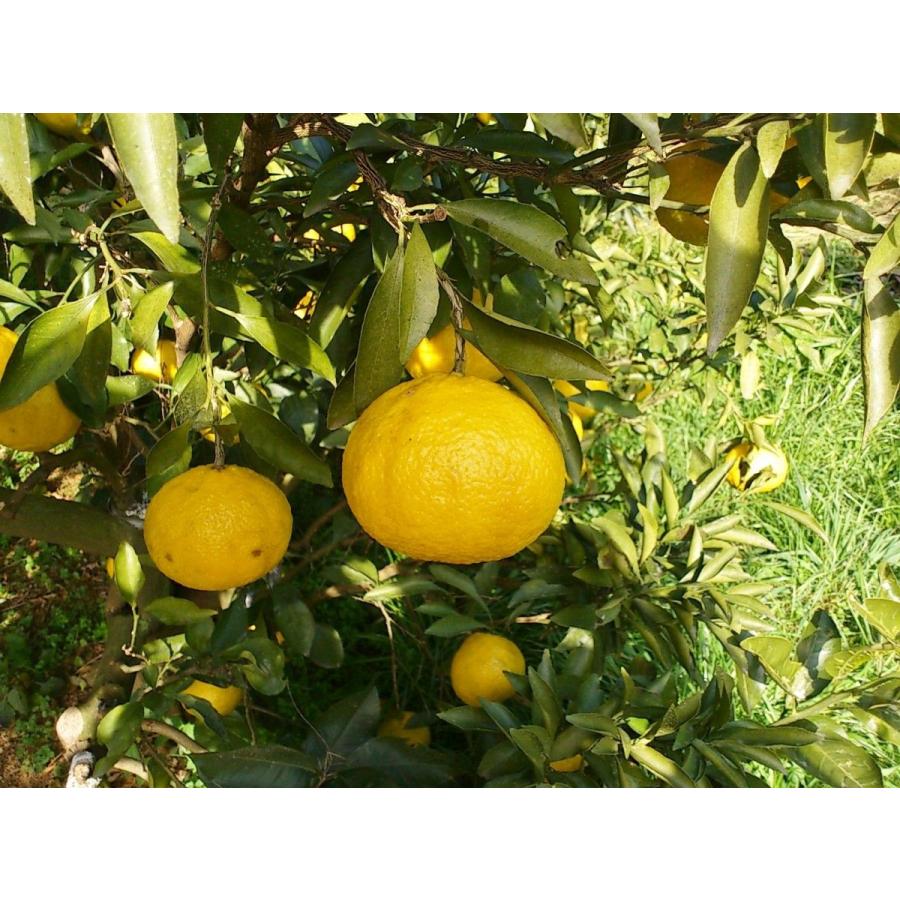 おたのしみパック 7kg スイートスプリング・ネーブル・クレメンティン・ノバ、4種類の柑橘セット |  | 03