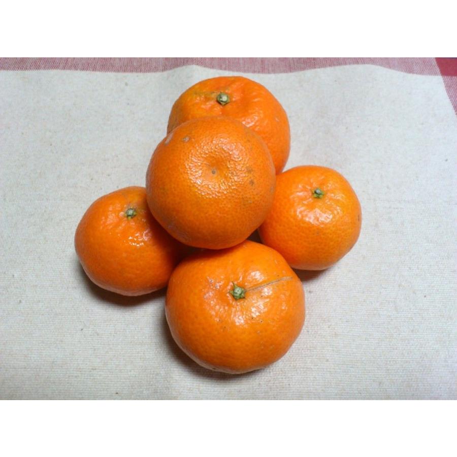 おたのしみパック 7kg スイートスプリング・ネーブル・クレメンティン・ノバ、4種類の柑橘セット |  | 04