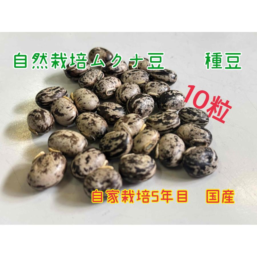 自然栽培 国産ムクナ豆 10粒 令和6年度 収穫 種豆 : 自然栽培食品