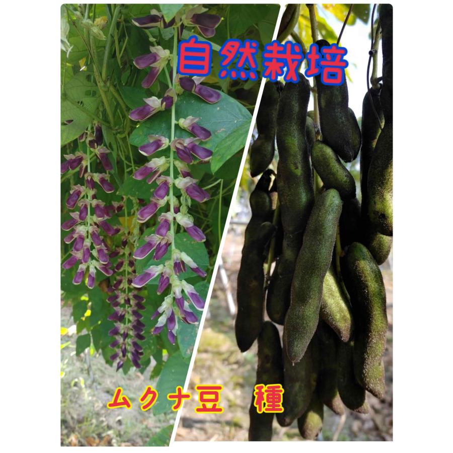 晴れの国岡山産ムクナ豆【八升豆】10kg‼️ 自然農 自然栽培 国産ムクナ豆 10粒 令和6年度 収穫 種豆 : 自然栽培食品