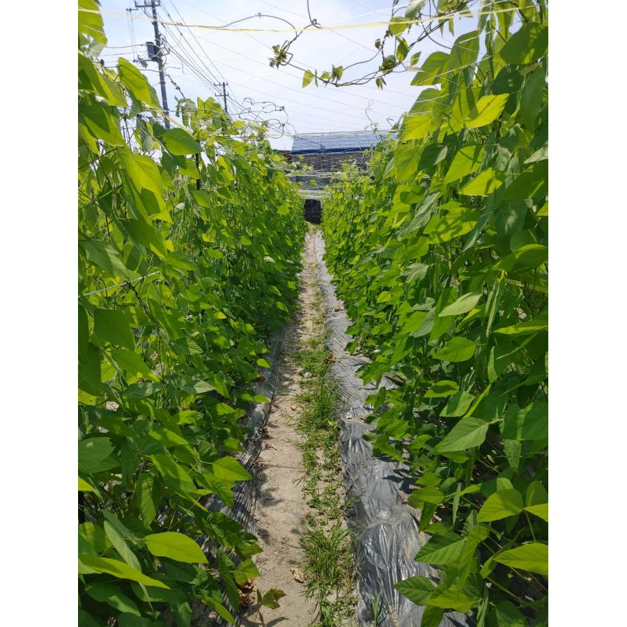 自然栽培 国産ムクナ豆 10粒 令和6年度 収穫 種豆 : 自然栽培食品