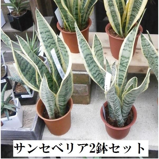 サンセベリア 4号 2鉢セット 売店共有 Gift Toranoo 鉢花ギフト 明幸園 通販 Yahoo ショッピング