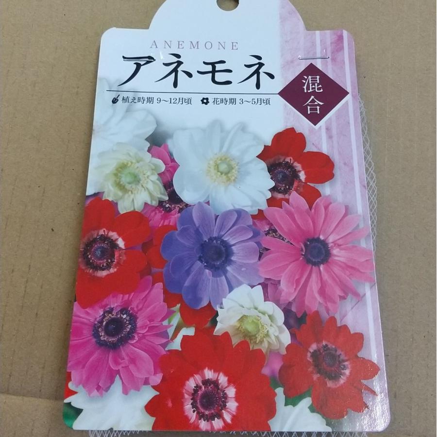 球根 アネモネ混合 6袋までならクリックポストで送れます Ka Anemone Mix Qp 鉢花ギフト 明幸園 通販 Yahoo ショッピング