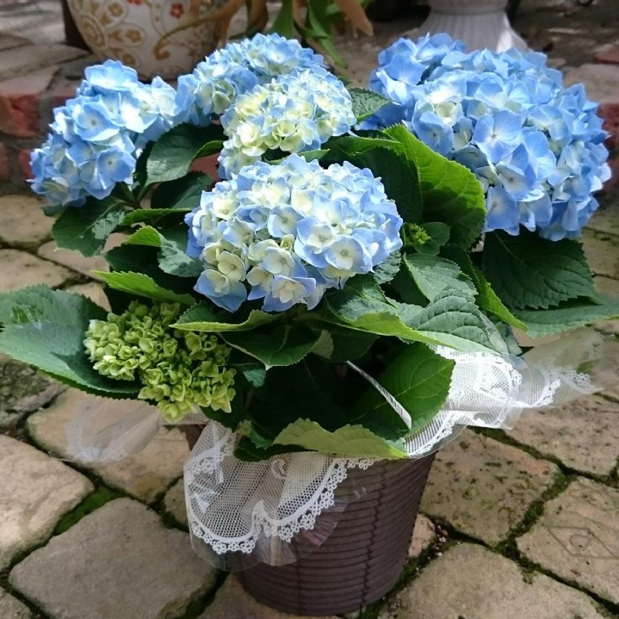 母の日 ギフト 21 花 アジサイ ブルー マリ咲き お値段以上の価値あり 紫陽花 青色 5号 鉢花 M A Mari Blue 鉢花ギフト 明幸園 通販 Yahoo ショッピング