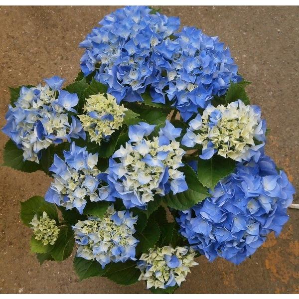 母の日 ギフト 21 花 アジサイ ブルー マリ咲き お値段以上の価値あり 紫陽花 青色 5号 鉢花 M A Mari Blue 鉢花ギフト 明幸園 通販 Yahoo ショッピング