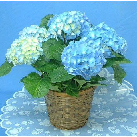 母の日 ギフト 21 花 アジサイ ブルー マリ咲き お値段以上の価値あり 紫陽花 青色 5号 鉢花 M A Mari Blue 鉢花ギフト 明幸園 通販 Yahoo ショッピング