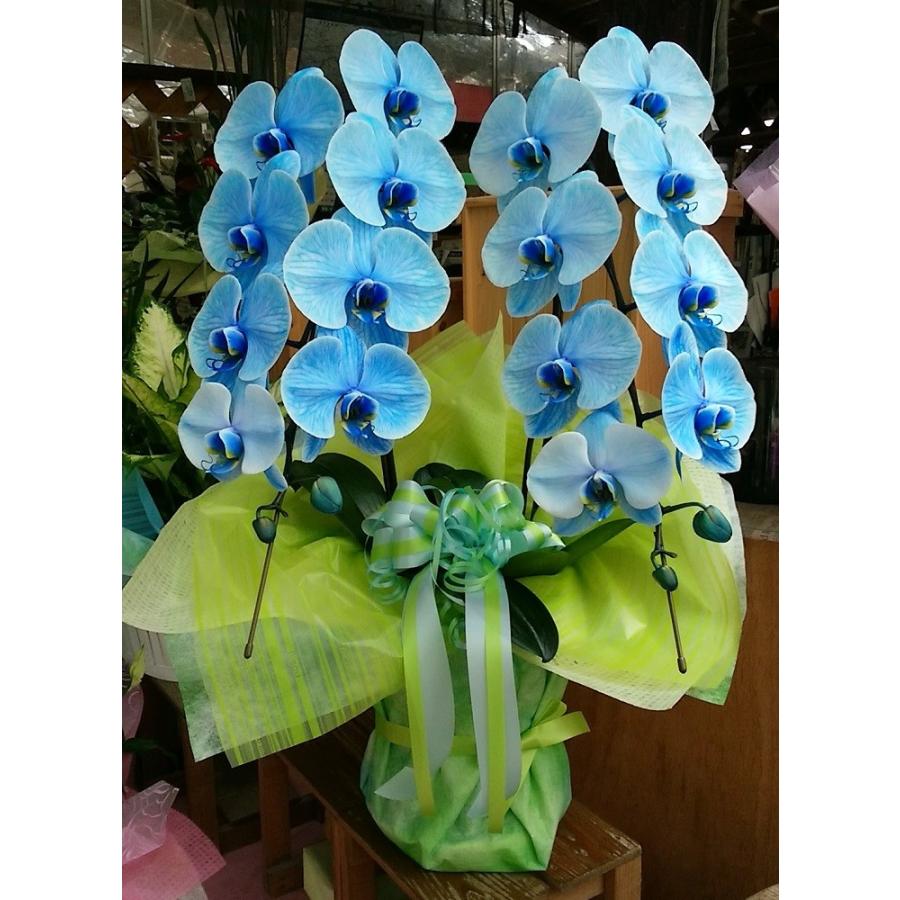 値引きする 青い胡蝶蘭 ブルーエレガンス 2本立ち 大輪 受注後購入 楽天市場 Www Maxipiso Com Ar