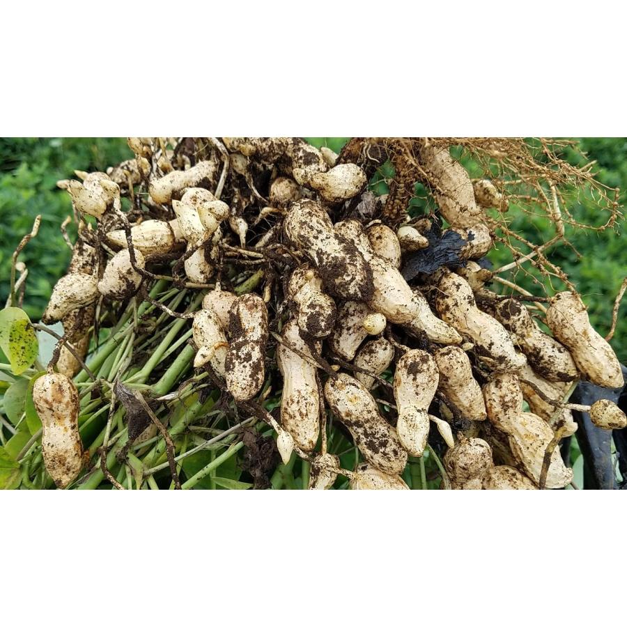 爆買 オオノ農園 Qナッツ カラ煎り落花生 270g ピーナッツ 千葉県産 差し入れ 誕生日プレゼント おやつ 添加物不使用 |  | 06